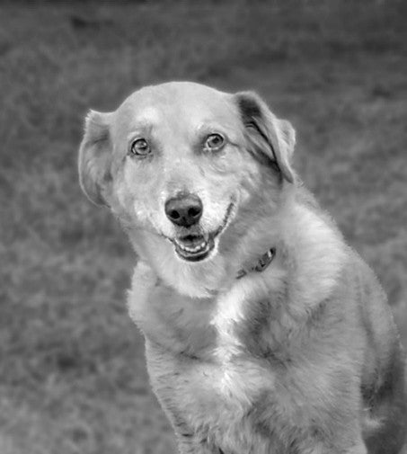 Black and white photo of a dog sitting outdoors