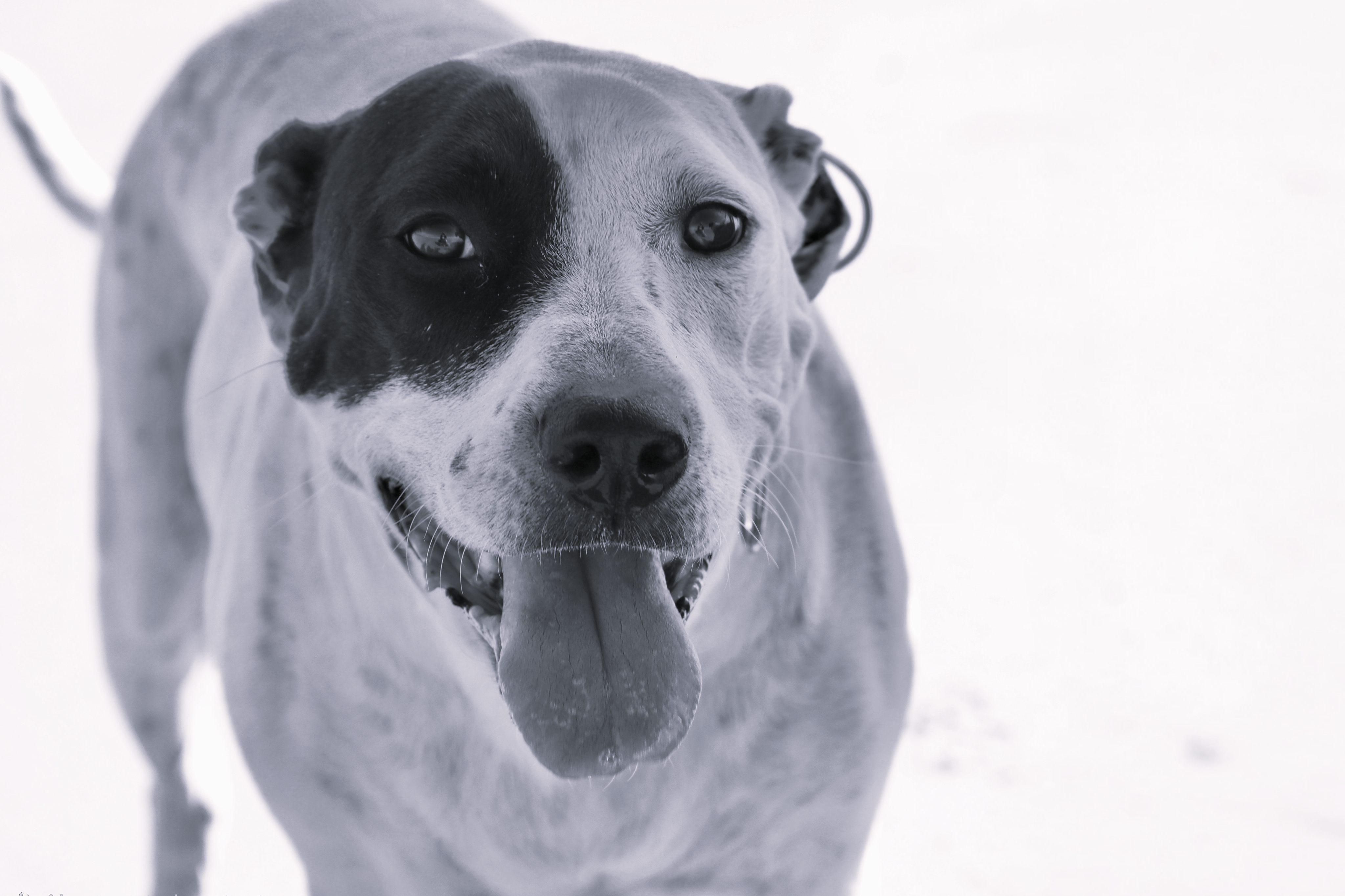 Black and white dog with a blurred background