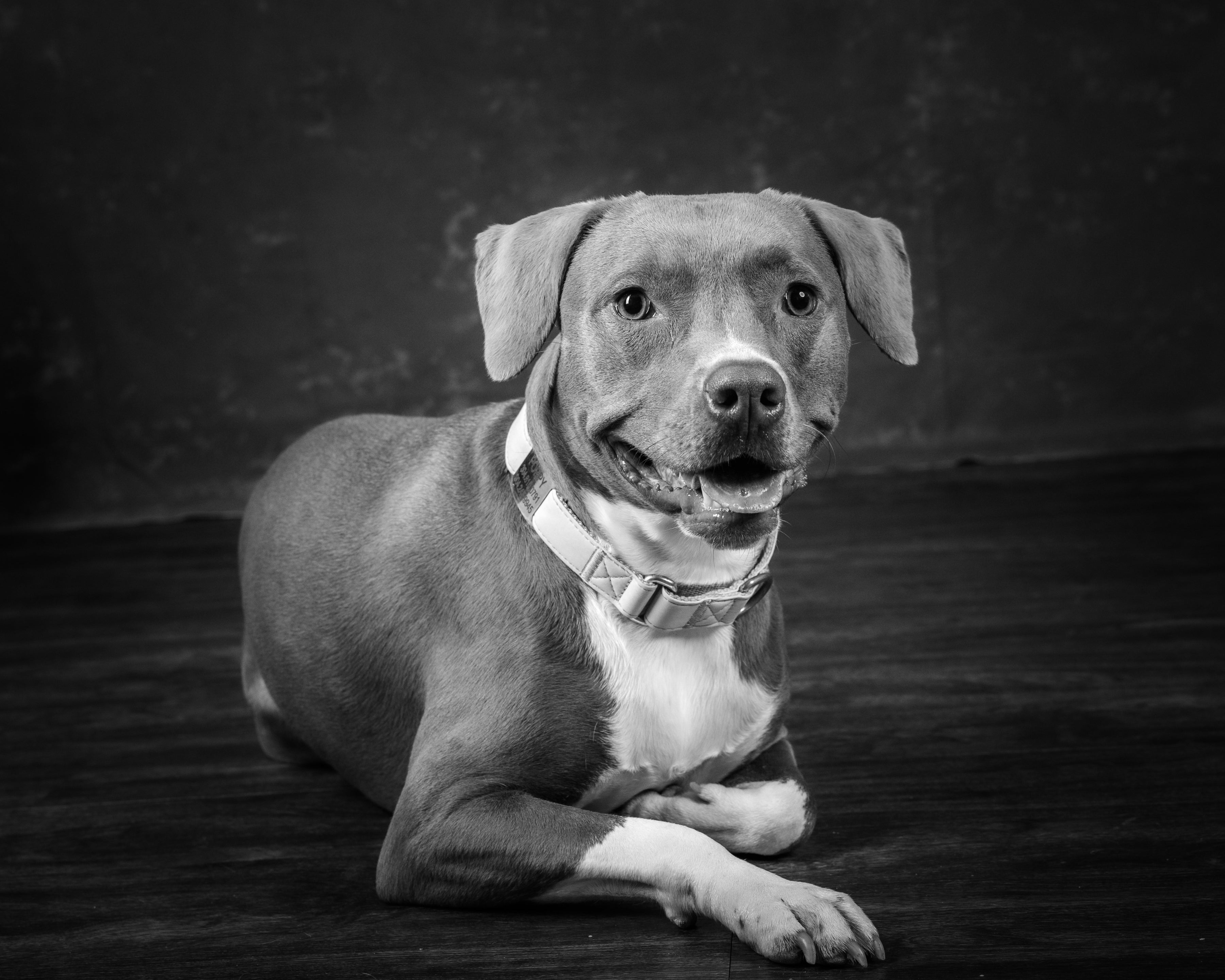 Dog lying on a dark surface with a black and white color scheme