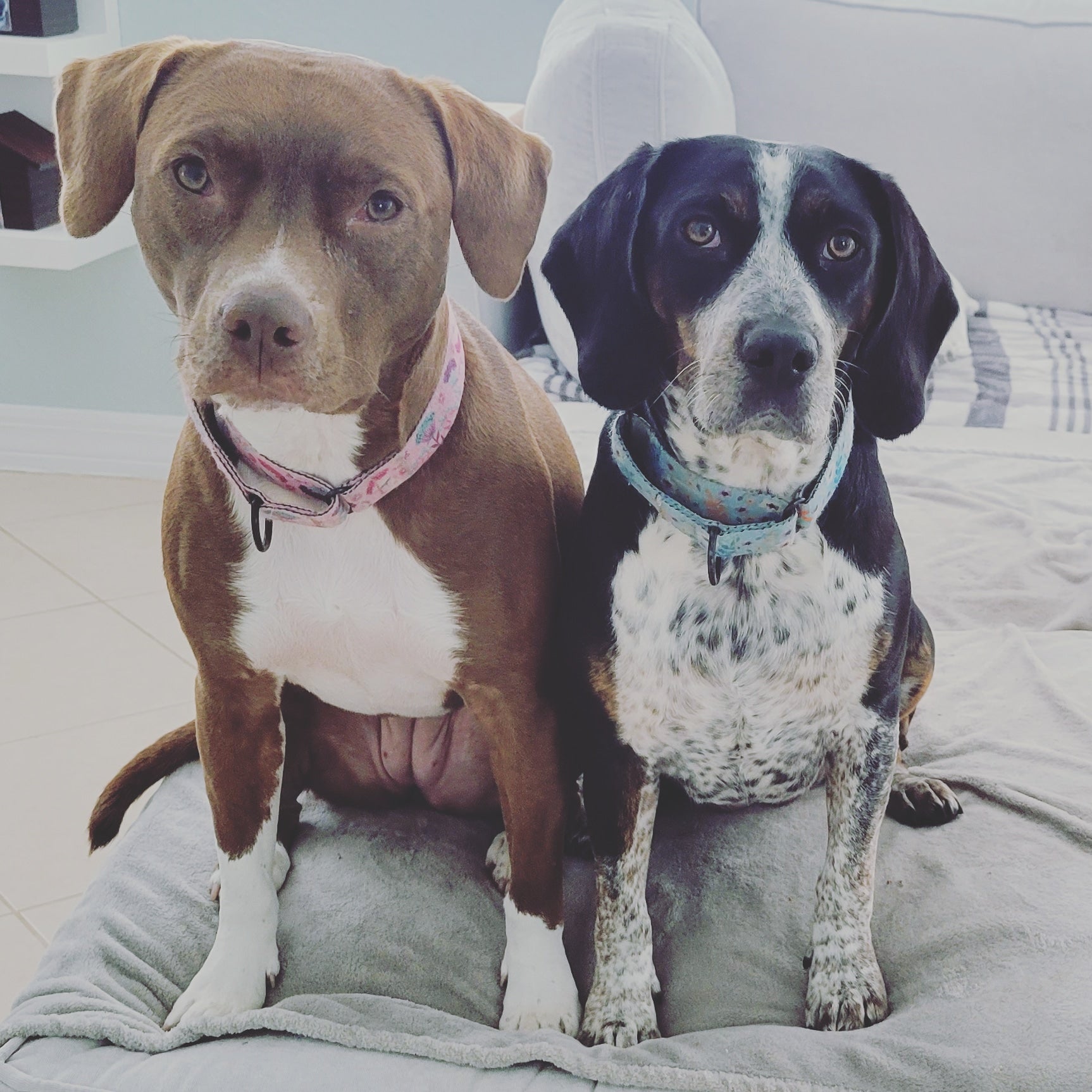 Two dogs sitting on a bed with a neutral background
