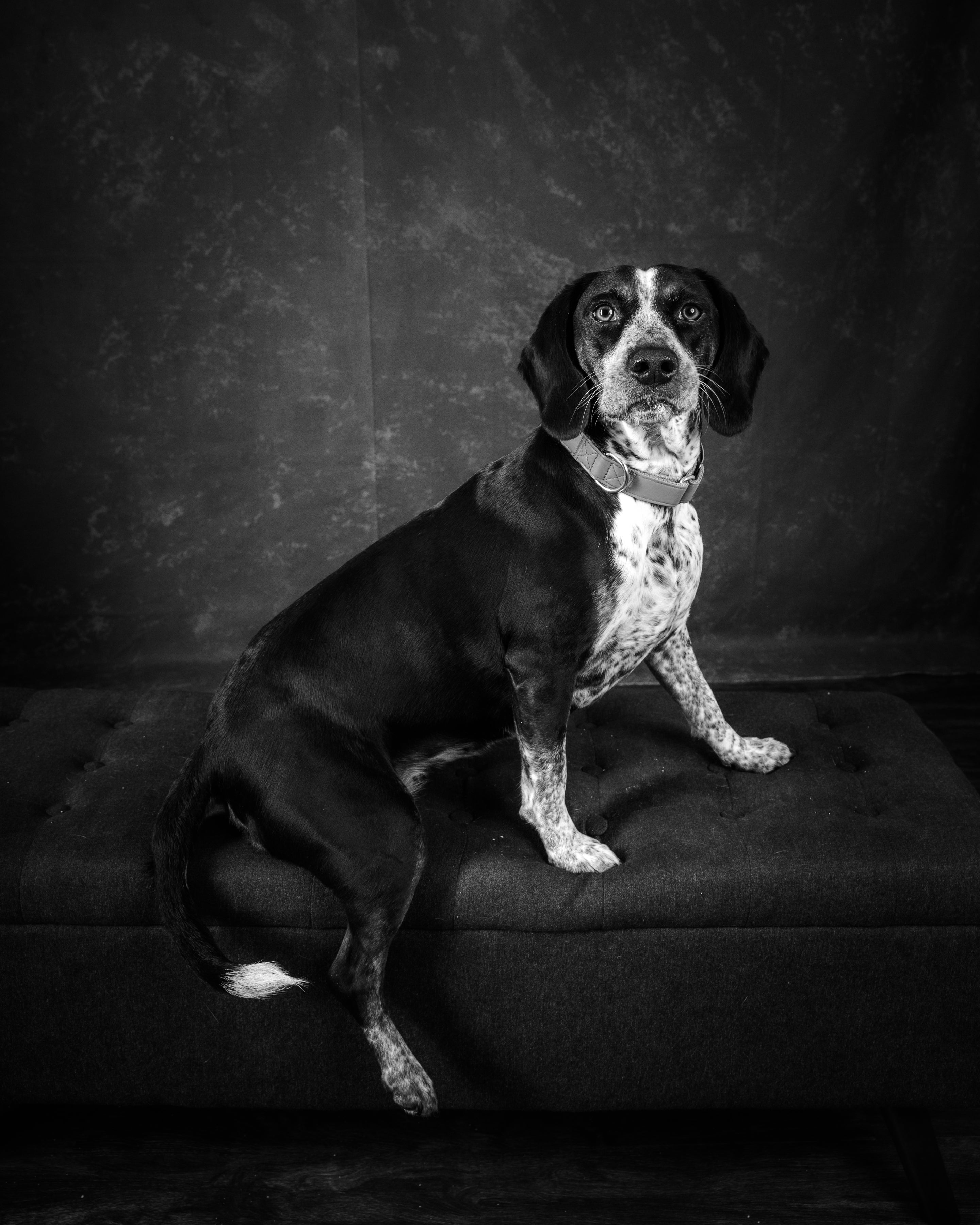 Dog sitting on a dark surface with a black and white color scheme